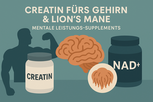 Creatin für das Gehirn &amp; Lion’s Mane: Die neue Generation mentaler Leistungs-Supplements