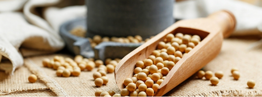 Muskelaufbau Boost: Warum Creatin mit Soja‑Protein Isolat synergiert